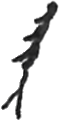 leg
