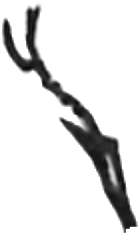 leg