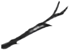 leg