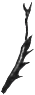 leg