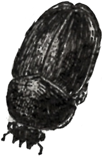 body